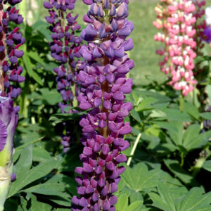 Popsicle Blue Lupine flowers
