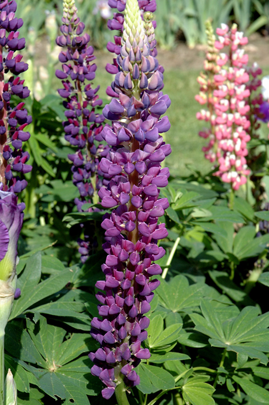 Popsicle Blue Lupine flowers