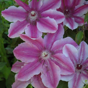 Carnaby Clematis flowers