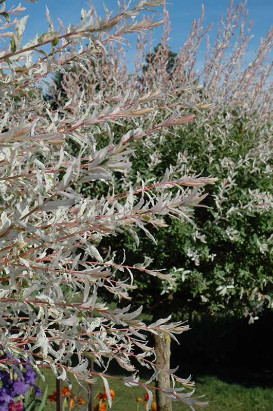 Tricolor Willow (tree form) foliage