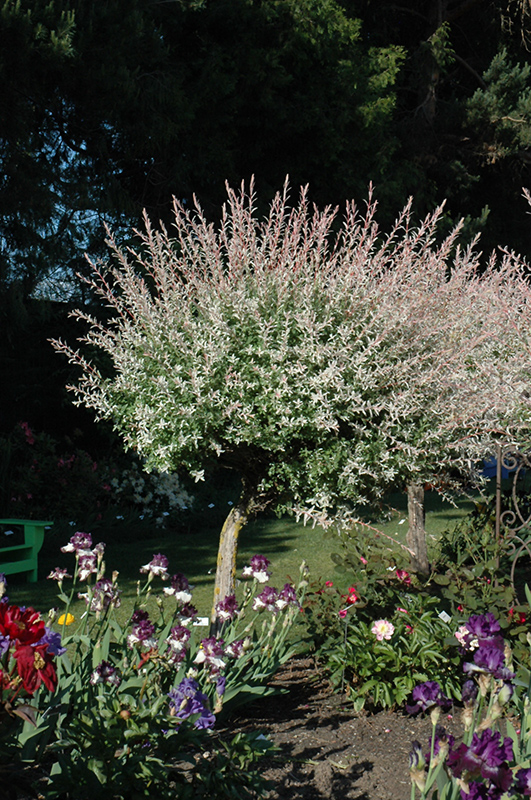 Tricolor Willow (tree form)