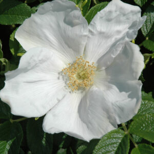 White Rugosa Rose flowers