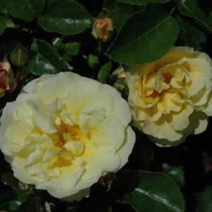 Popcorn Drift&reg; Rose flowers