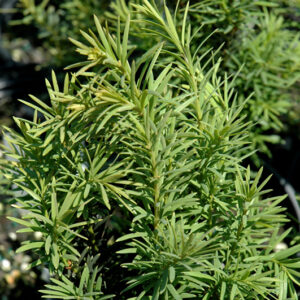 H.M. Eddie Yew foliage