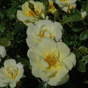 Lemon Drift&reg; Rose flowers