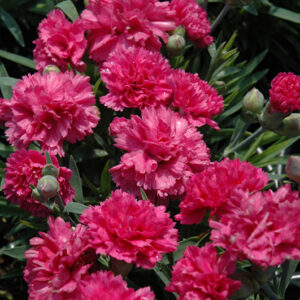 Early Bird™ Sherbet Pinks flowers