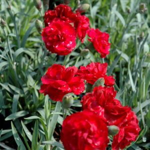 Early Bird™ Radiance Pinks flowers