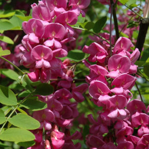 Purple Robe Locust flowers