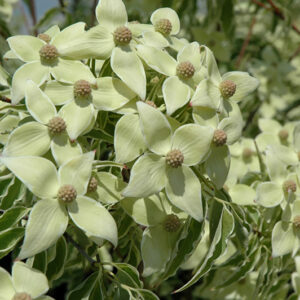 Samaritan Chinese Dogwood flowers