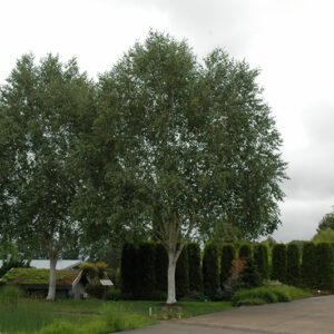 Whitebark Himalayan Birch