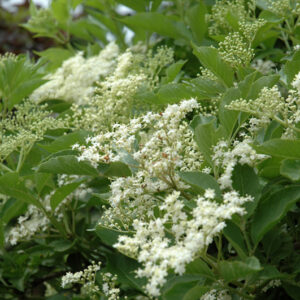 Haschberg Elder flowers