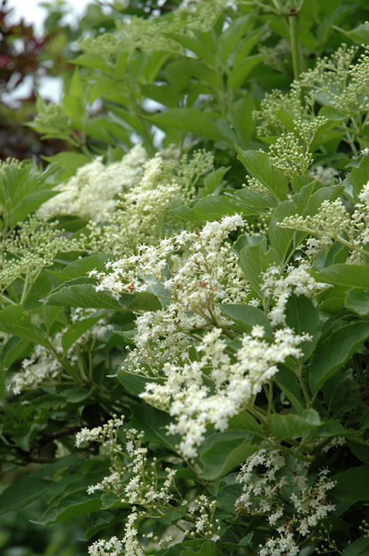 Haschberg Elder flowers