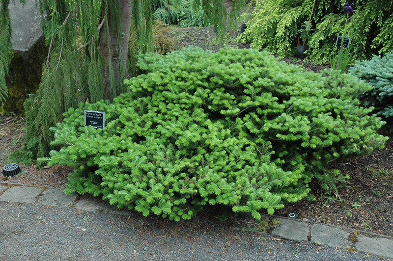 Green Carpet Korean Fir