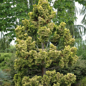 Dwarf Golden Hinoki Falsecypress