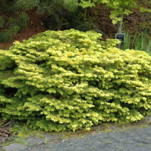 Golden Spreader Nordmann Fir