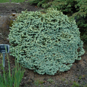 Blue Pearl Colorado Spruce