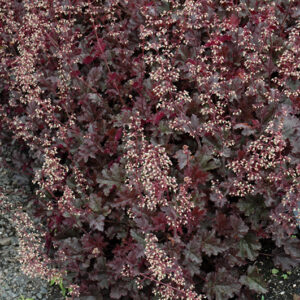 Purple Petticoats Coral Bells in bloom