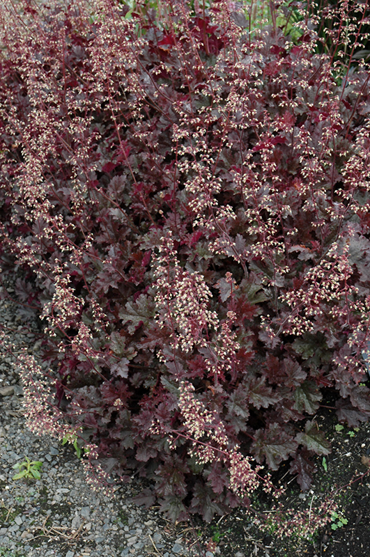 Purple Petticoats Coral Bells in bloom