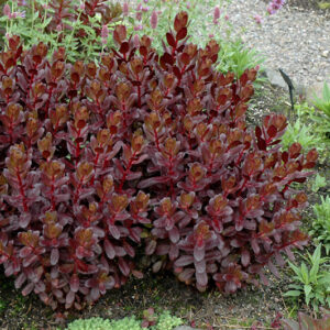 Touchdown&trade; Teak Stonecrop
