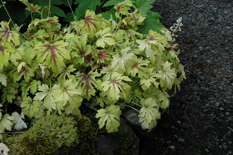 Golden Zebra Foamy Bells