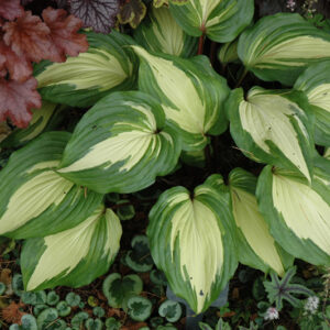 Raspberry Sundae Hosta