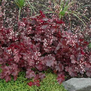 Little Cuties&trade; Coco Coral Bells in bloom