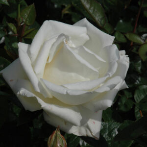 Home And Family Rose flowers