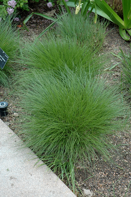 Little Bluestem