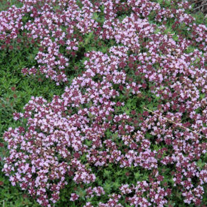 Magic Carpet Thyme flowers