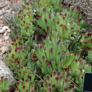 Oddity Hens And Chicks