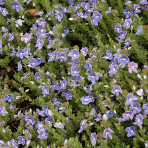 Blue Woolly Speedwell flowers