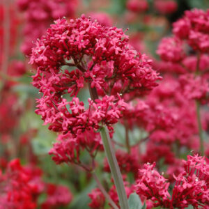 Red Valerian flowers