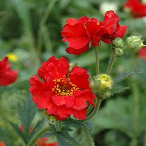 Mrs. Bradshaw Avens flowers