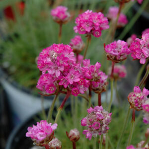 Splendens Sea Thrift flowers
