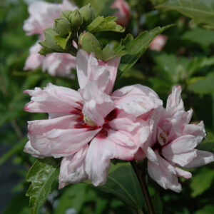 Blushing Bride Rose Of Sharon flowers