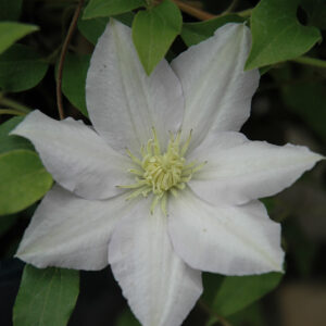 Chelsea Clematis flowers