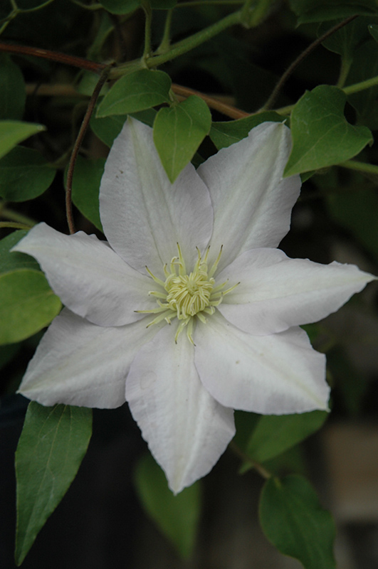 Chelsea Clematis flowers