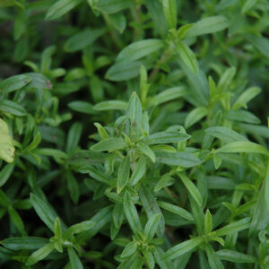 Summer Savory foliage
