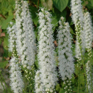 Floristan White Blazing Star flowers
