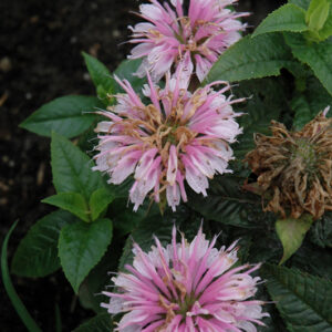 Lilac Lollipop Beebalm flowers