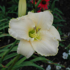 Early Snow Daylily flowers