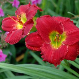 Happy Ever Appster&reg; Red Hot Returns Daylily flowers