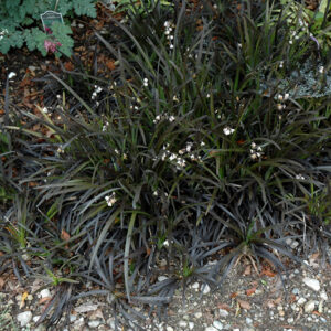 Black Mondo Grass in bloom