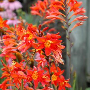 Prince Of Orange Crocosmia flowers