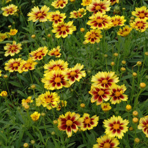 Enchanted Eve Tickseed flowers