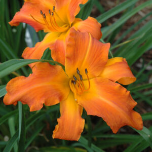 Rainbow Rhythm® Primal Scream Daylily flowers
