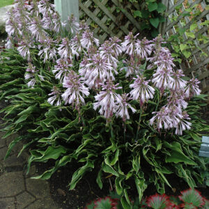 Praying Hands Hosta in bloom