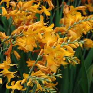 Walberton Yellow Crocosmia flowers