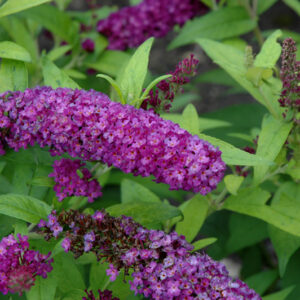 Monarch® Crown Jewels Butterfly Bush flowers