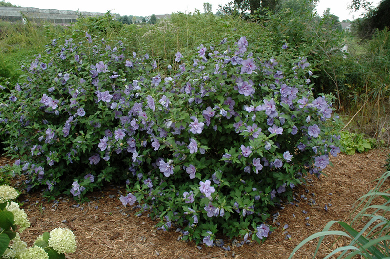 Blue Chiffon® Rose of Sharon in bloom